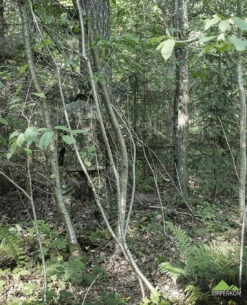 Basecap ConCamo -Outdoor Ausrüstung Verkaufs-Shop leo koehler basecap concamo 90487 6